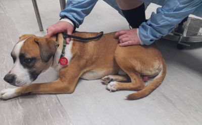 Man sentenced over horrific backyard castration of pet dog