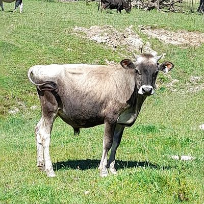 SPCA prosecutes man for painful, failed castration of bull