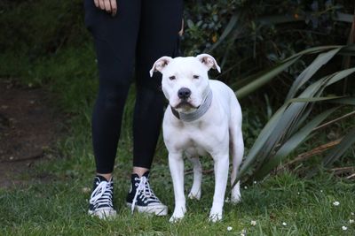 15,000 sign SPCA’s second plea for Govt to Break the Chain 