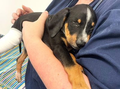 From rescued to rehomed: Griffin's story