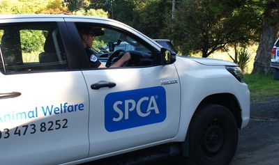 Woman sentenced for leaving dog lying in its own excrement