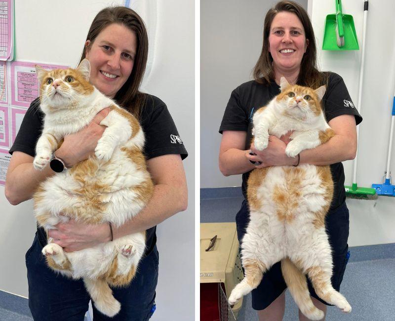 Obese cat in SPCA