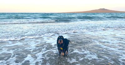 Keep your dogs safe from heat stroke as the weather warms up