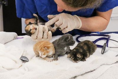 Kitten season is here: meet some of the early arrivals