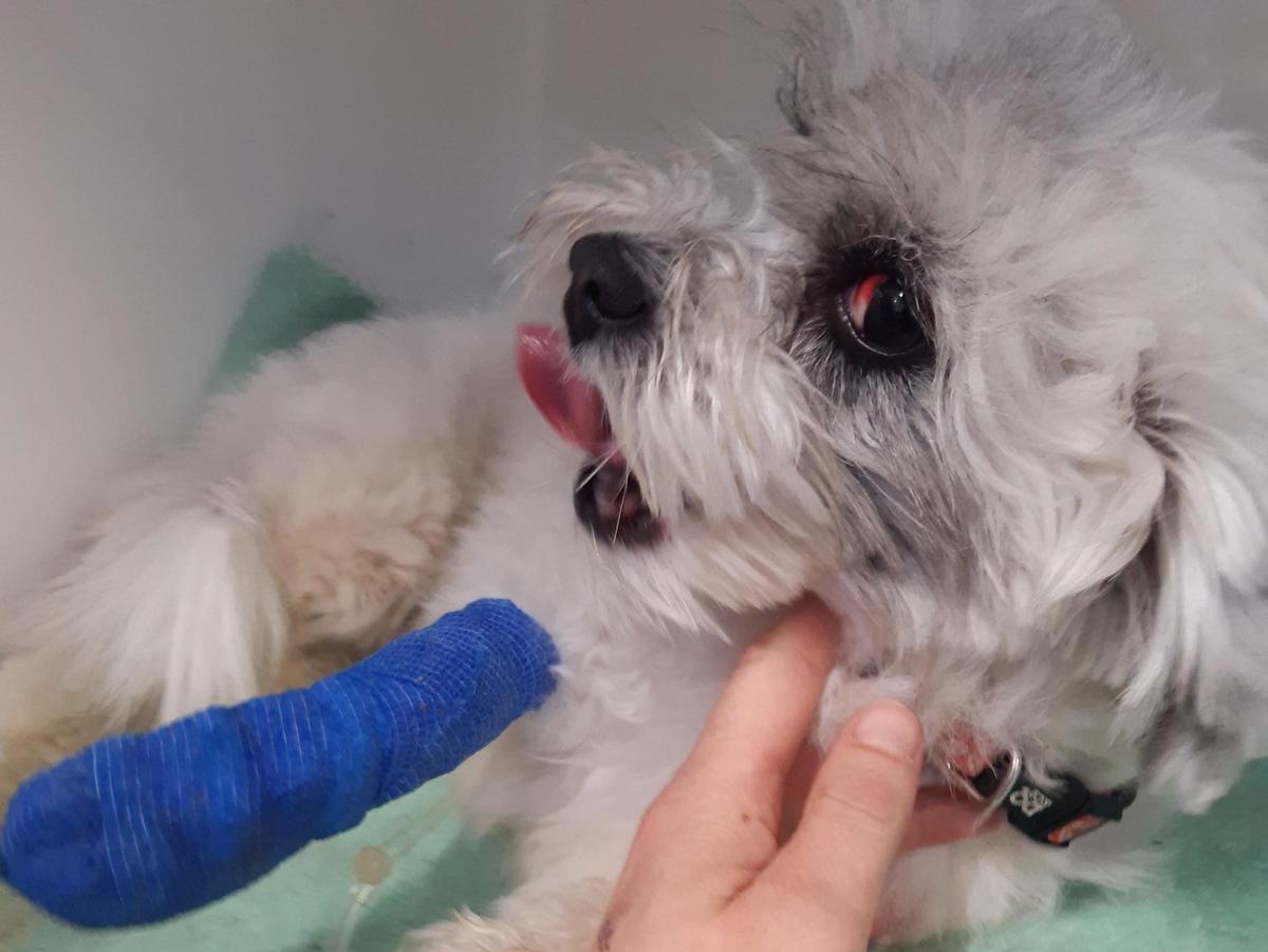 SPCA prosecutes woman who threw dog so hard his lung collapsed 