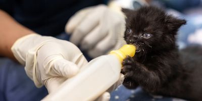 Become their hero: SPCA’s urgent plea for summer fosterers