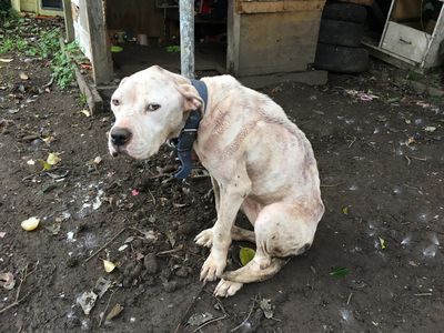 ‘Appalling neglect’: Pair sentenced for leaving starving dog chained to metal pole for months