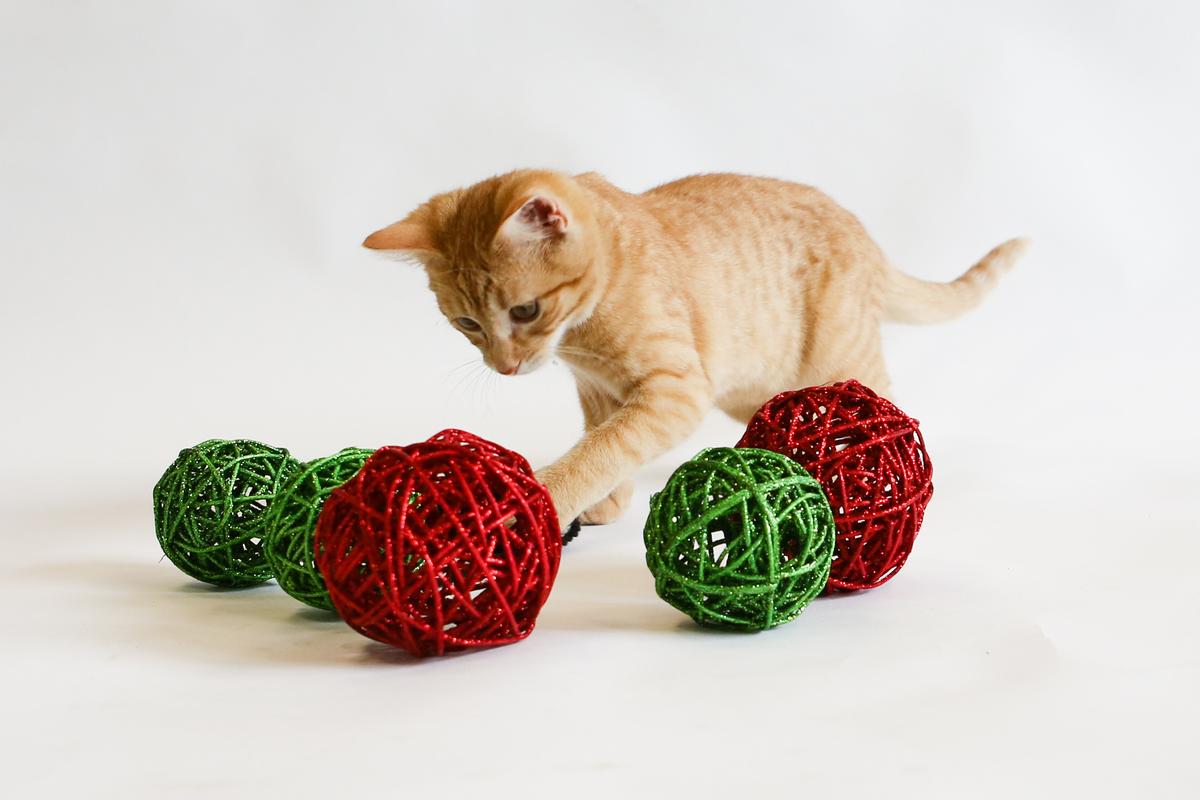 Donate your tax credit