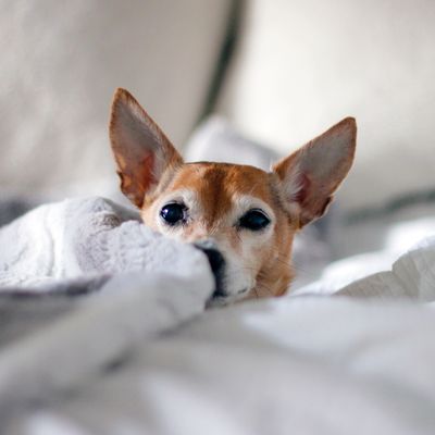 Animal name - animal breed