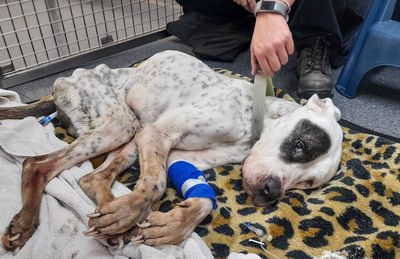 Meet Alex, a dog who defied the odds