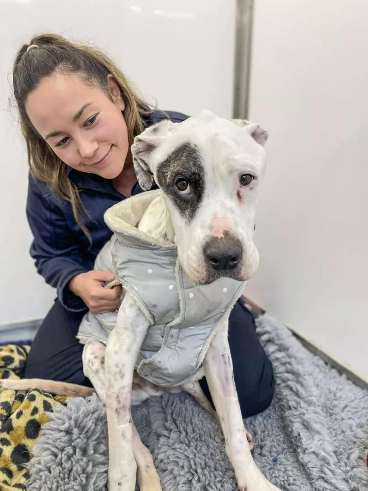 SPCA rescue dog with Inspector