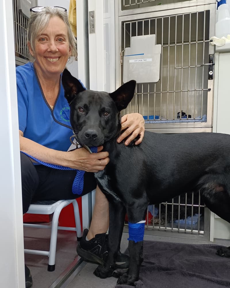 Gallery: SPCA Mobile Desexing Clinic staff