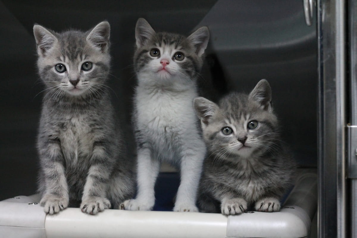 Gallery image: Kittens Available For Adoption - Hamilton