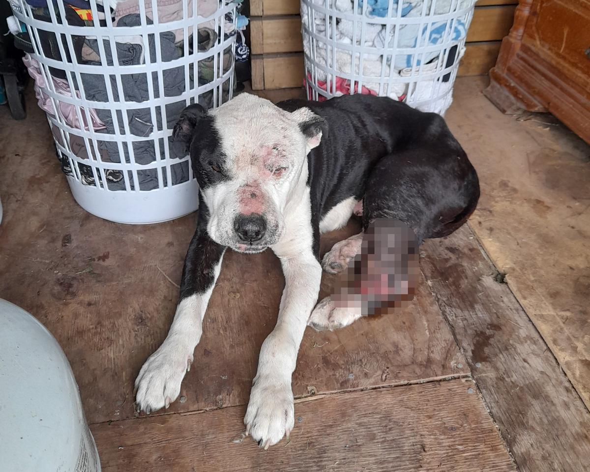 Woman charged after ignoring dog’s maggot infested wounds 