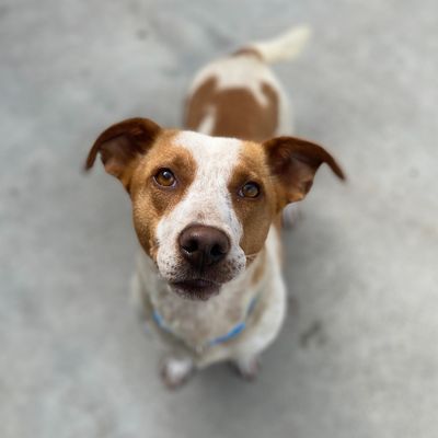 Hundreds of Kaitaia animals to benefit from SPCA desexing partnership 