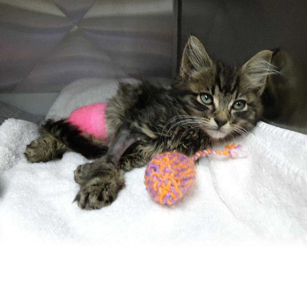 I will help animals like Pixie