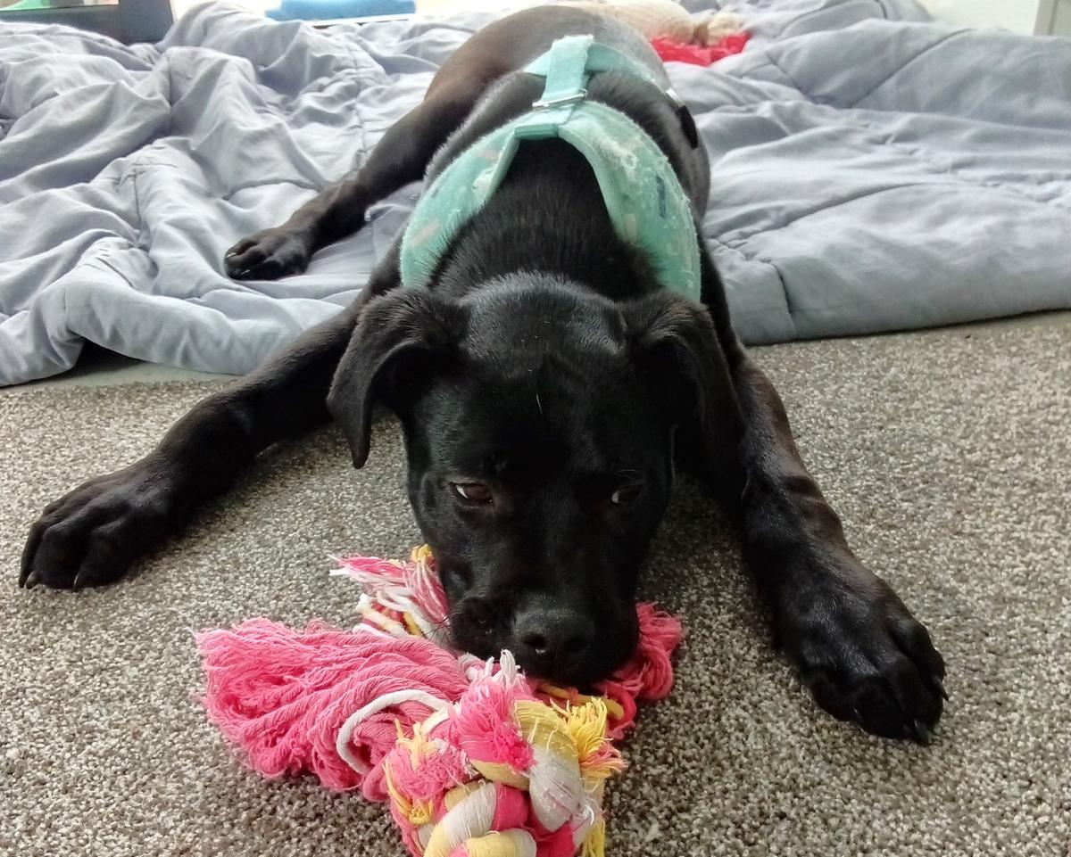 Bowie’s remarkable journey 