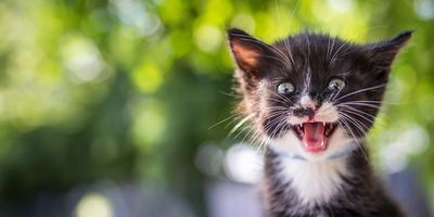 SPCA offers half-price adoptions to ease Centre capacity 