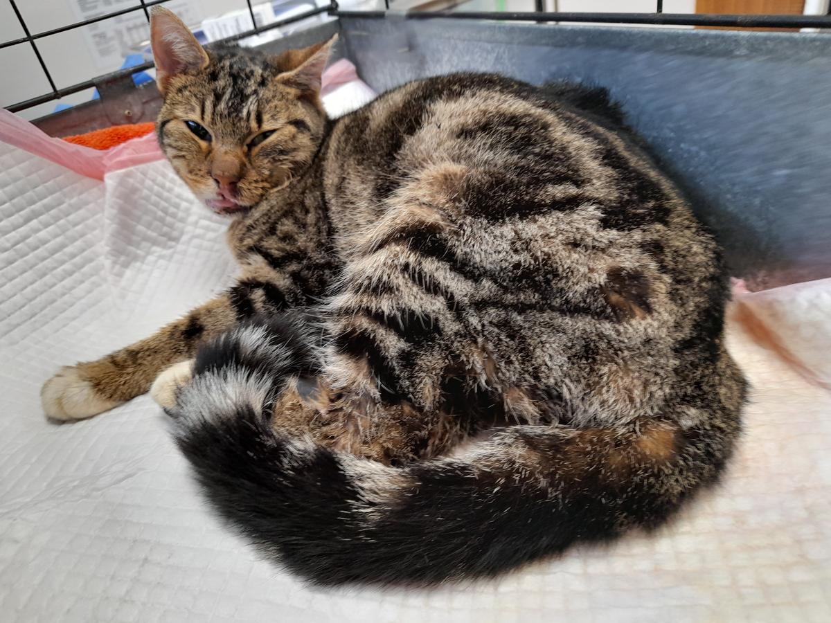  Man charged over cat’s 13 fractures; most seen in vet’s career 