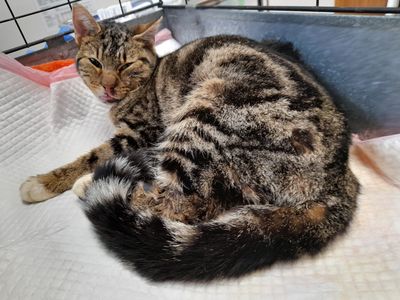  Man charged over cat’s 13 fractures; most seen in vet’s career 