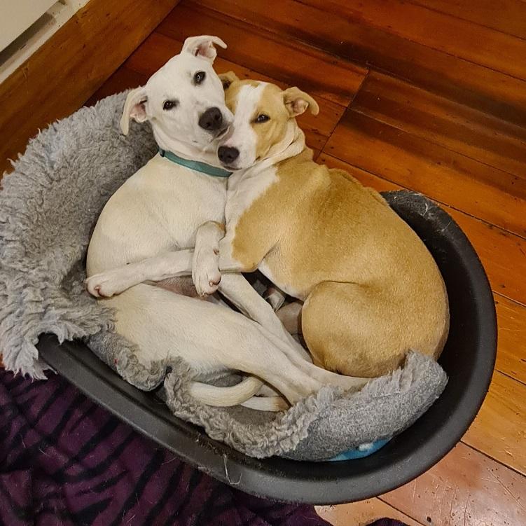 A growing Cookie and Freckles curled up together in their foster home.