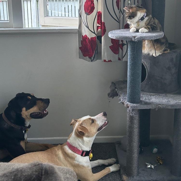 Cookie is loving life with fellow SPCA adoptees, Nigel and Nala.