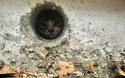 Rescued from a drain pipe, just in time.