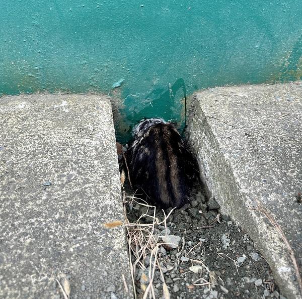 The tiny kitten was wedged tightly inside the drain pipe.