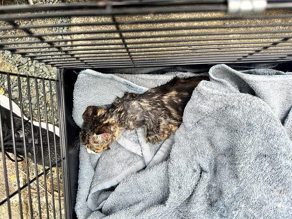 Once he was removed at last, he was in critical condition.