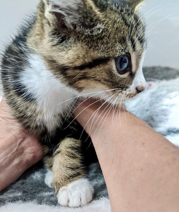 Now on the mend, Duggie will spend time in foster care before finding his forever home.