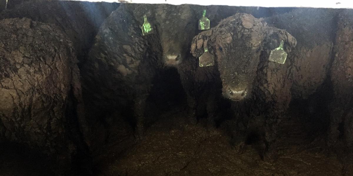 Image credit: Anonymous veterinarian, presentation to the Primary Production Select Committee 2021