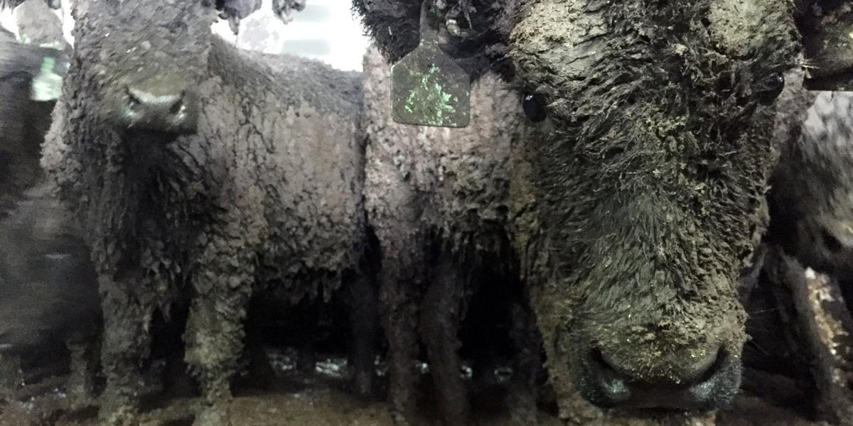 Image credit: Anonymous veterinarian, presentation to the Primary Production Select Committee 2021