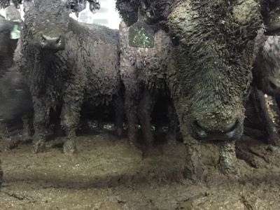 National disgrace: Reintroduction of live exports would be deeply shameful for NZ  