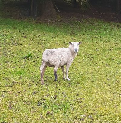  SPCA prosecutes man for appalling neglect of sheep and dog 