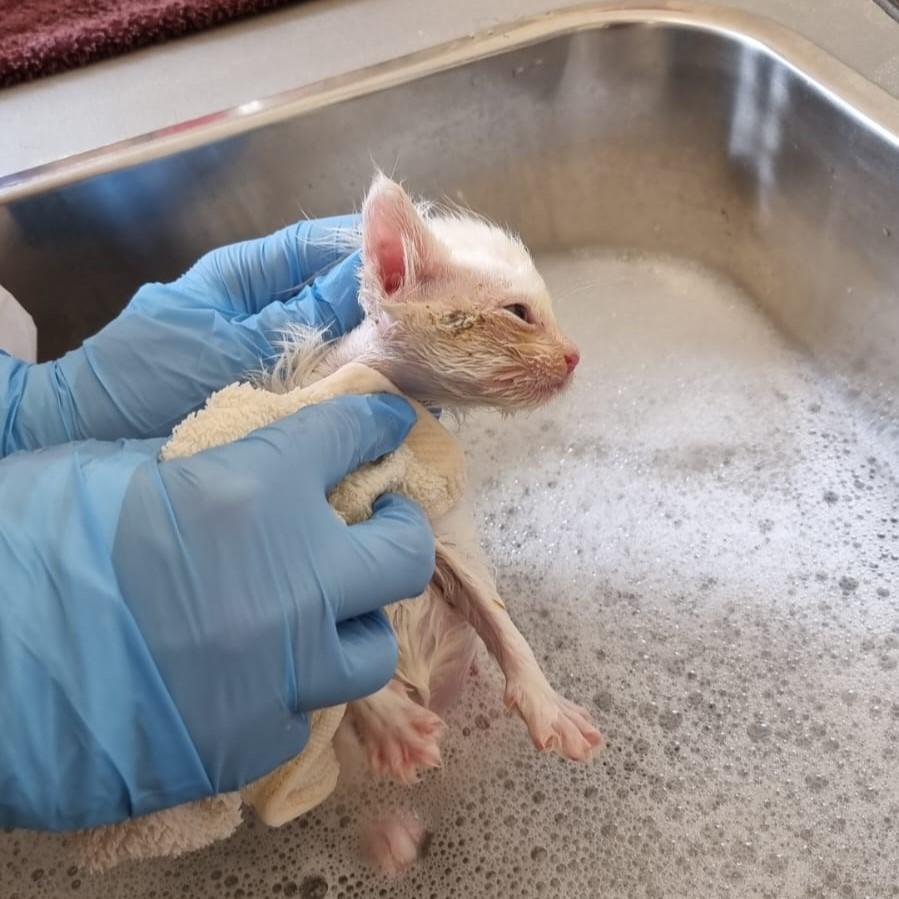 One small kitten, one big dose of resilience