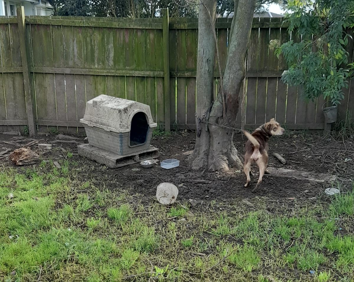Woman pleads guilty to keeping dog chained without water and shelter