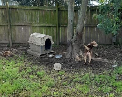 Woman pleads guilty to keeping dog chained without water and shelter