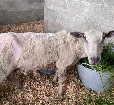Flystrike: A serious problem for New Zealand’s sheep