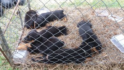 SPCA prosecutes woman for docking tails of Rottweiler puppies