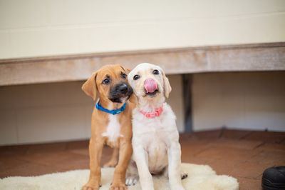 SPCA launches one-day-only matched giving campaign