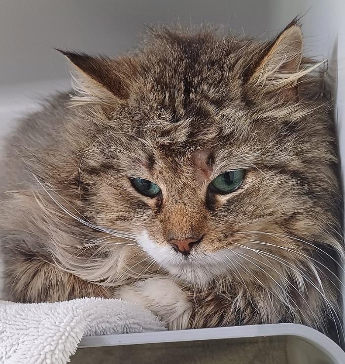 Duncan had severely matted fur when he came into our care.