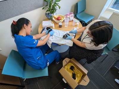 In safe hands: meet our latest bottle-feeder kittens 