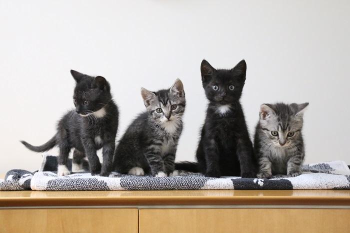 Gooseberry, Raspberry, Blueberry and Strawberry grew strong and confident in foster care.
