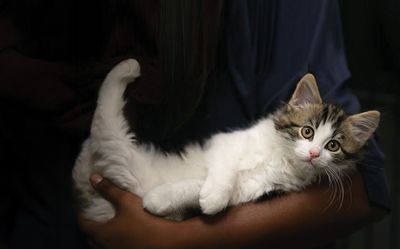 SPCA Adoption Open Day launches nationwide campaign