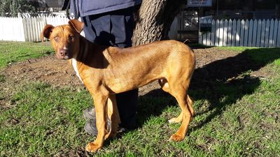 SPCA prosecutes man after he attempted to dock his dog’s tail 