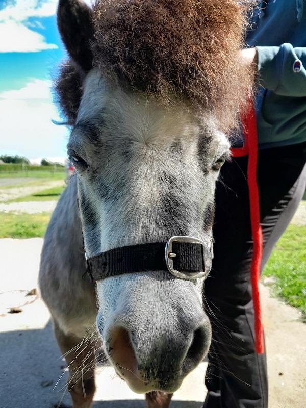 Sampson had a very sore and swollen right eye.