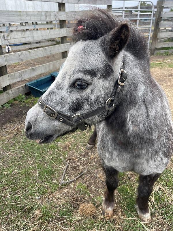With his surgery over and done with, and at a much healthier weight, Sampson was on the mend..