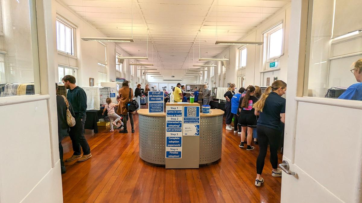 Hundreds of animals find forever homes after SPCA’s latest campaign to ‘Clear the Shelters’