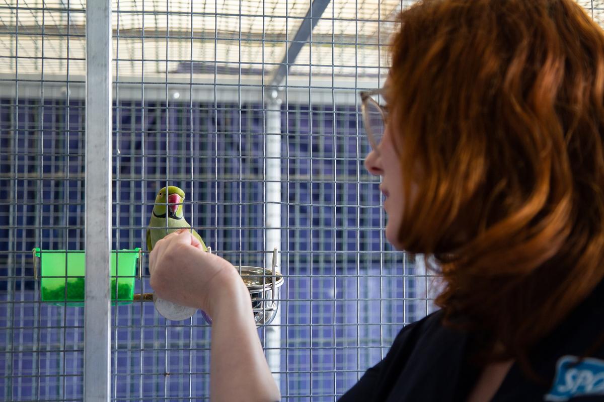 SPCA team member Laura feeding parakeet 