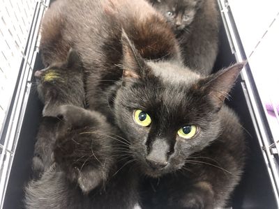 From rescued to rehomed: Lavender's story